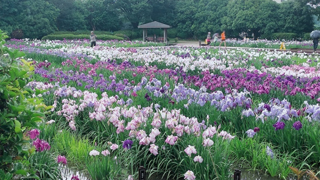 水無月園（花しょうぶ園）